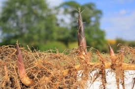 Thus, this method is recommended only for smaller patches or clumping varieties. Bamboo Removal Bamboo Sourcery Nursery Gardens
