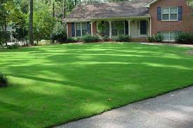 Bermuda Grass Lawn Care Bermuda Is A Low To The Ground Growing Extra Tough Variant Of Grass Offering Wonderful Co Bermuda Grass Bermuda Grass Care Lawn Care