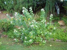 Image result for Calotropis gigantea