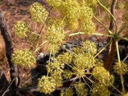 Image result for Steganotaenia