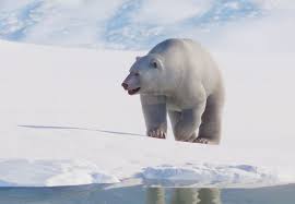 Some ships have sunk and. Polar Bear Planet Zoo Wiki Fandom
