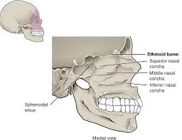 The paranasal sinuses also help lighten the skull and resonate the voice. 7 2 The Skull Anatomy And Physiology