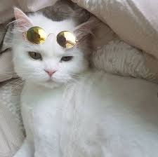 Basak Serhat Adli Kullanicinin Gatos Cats And Kittens Panosundaki Pin Hayvan Sevimli Kediler Hayvanlar