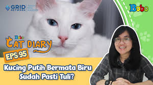 Kebanyakan para pecinta kucing senang memandang mata kucing yang besar dan juga memiliki warna yang sangat cantik. Kucing Lucu Kucing Putih Bermata Biru Sudah Pasti Tuli Eps 95 Bobo Cat Diary Youtube