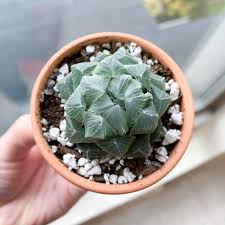 Check spelling or type a new query. Haworthia Cooperi Var Pilifera I Think Succulents