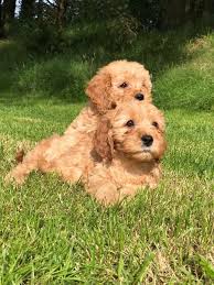 Get a boxer, husky, german shepherd, pug, and more on kijiji, canada's #1 local classifieds. Cavapoo Puppies For Sale Near Me Home Facebook