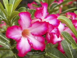 Check spelling or type a new query. Desert Rose Plant Care Learn Some Adenium Desert Rose Growing Tips