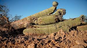 The saguaro cactus, cereus giganteus or carnegiea gigantean, meaning gigantic candle, is found only in the sonoran this cactus was about two inches wide, three inches tall, and five to six inches around in one particular cut, located in the black area, looked as if someone had taken an axe to it. Tribal Nation Condemns Desecration To Build Border Wall The New York Times