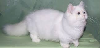 The Munchkin Cat Persian Mix (The Napoleon or Minuet)