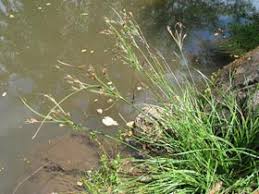 Image result for Fimbristylis dichotoma