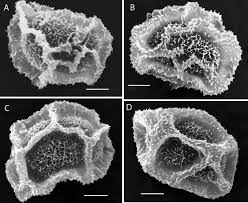 Image result for Triplophyllum subquinquefidum