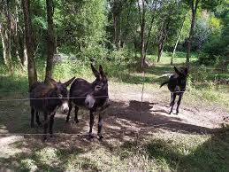 A rocamadour un camping a la ferme formidable !!! Camping Le Pic Dans Le Lot Entre Rocamadour Et Padirac