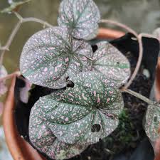 Image result for Peponium sp. A