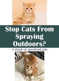Marvelous Tricks What Does Cat Spray Smell Like Gentamicin Spray Cats Fipronil Spray Cats When Can Cats Start Spraying Feliway Cat Spray Reviews Sensible Spray