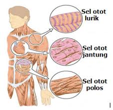Menurut sifat kerjanya, otot dibagi menjadi 2, yaitu: Alat Gerak Aktif Pada Manusia Kelas Pintar