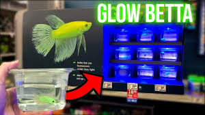 They're not injected or dyed, they. New Glo Betta Fish At Pet Stores Betta Fish Abuse Youtube