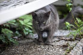 Hircin Agresif Kedi Egitimi Miyavliyo