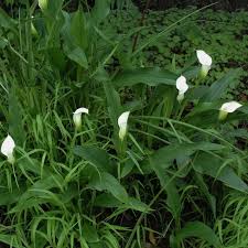 Image result for Zantedeschia rehmannii