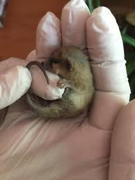 Tous les mammifères marins, terrestres et volants sont présents, y compris le plus gros animal : Adorable Tiny Marsupial Saved From Natural Park Wildfire Viraltab