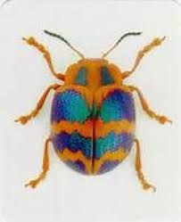 A Coloured Beetle Arthropods Arthropods Colour Insekten Tiere Ausgestopftes Tier