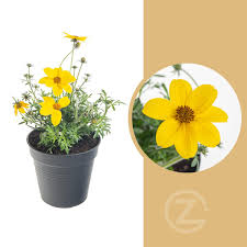 Image result for foto Dvouzubec