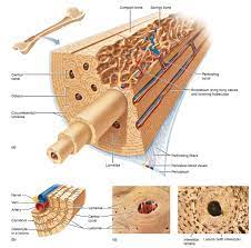 Illustration Of Compact Bone Showing The Relationship Between Perforating Canals Central Canals Can Anatomy Education Body Bones Human Anatomy And Physiology