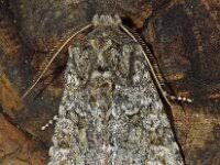 Image result for Polymixis polymita