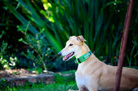 Greyhounds as pets, the official rehoming service of greyhounds nsw, recorded hundreds of applications in the week following mr baird's backflip. Greyhound Adoption Program Nsw Available Hounds Category Recently Adopted Greyhounds Image Izzy