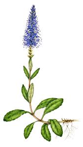 Image result for Plantaginaceae