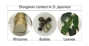 Biosynthetic Gene Expression and Tissue Distribution of Diosgenin in  Dioscorea japonica | Journal of Agricultural and Food Chemistry