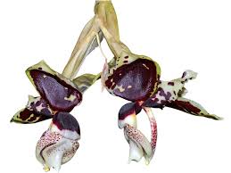 Image result for Jeffreya petitiana