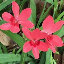 Image result for Freesia laxa