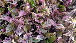 Piante pendenti da interni piante cascanti da interno 13/03/ · la fertilizzazione va effettuata 4 volte l'anno, 2 in primavera e 2 in autunno, adoperando specifici a plumosus con fronde spumose e piatte, a.sprengeris con foglie aghiformi e fusti sottili.adatta alla coltivazione interno, mai esposta al sole. Tradescantia Zebrina