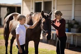 How to Buy a Horse: The Ultimate Guide to Horse Shopping