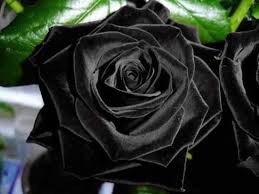 صور وردة سوداء الاسود رمز للاناقة هل للورد ايضا الحبيب للحبيب