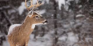 Schuh: Show Off Your Buck contest winners named