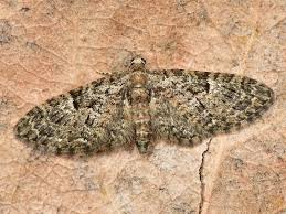 Image result for Eupithecia dodoneata