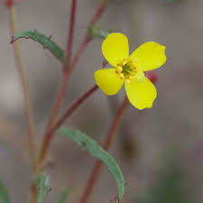 Image result for Onagraceae