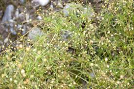 Image result for Spergula