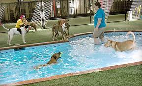 Por isso, a rotina diária da creche estimula e ajuda a corrigir desvios comportamentais. Up To 53 Off Pet Care Services Pet Paradise Groupon