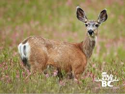 Download Deer Wildsafebc