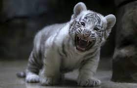 We did not find results for: White Tiger Cubs Maul Keeper To Death In India Arab News