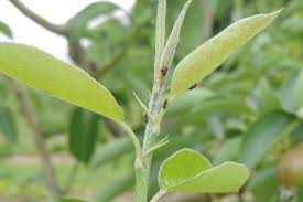 Image result for Hypolytrum pynaertii