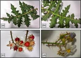Image result for Solanum sisymbriifolium