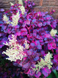 Image result for Iresine