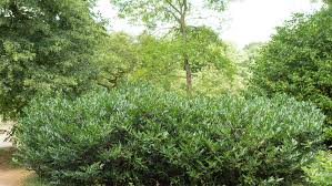 Otto luyken is the only cherry laurel that i am growing in my yard. Prunus Laurocerasus Otto Luyken Treeebb Online Tree Finding Tool Ebben Nurseries