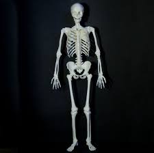 An introduction of the human body. 3d Printable Human Skeleton By Dario Baldi