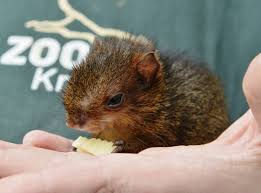 Psychedelic rock from san francisco. Zoo Krefeld Keepers Raise A Baby Agouti Zooborns