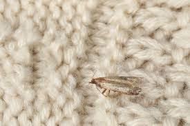 Well you're in luck, because here they come. How Long Is The Life Cycle Of A Clothes Moth