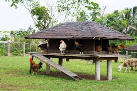 He built her a complete town for her chickens! Where Should I Put A Chicken Coop In My Backyard Thediyplan